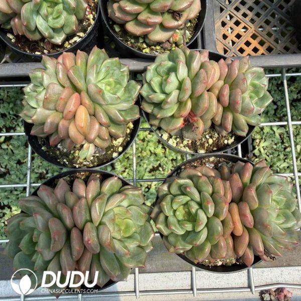 Echeveria 'Gemstone' f. variegata Double Heads - Image 2