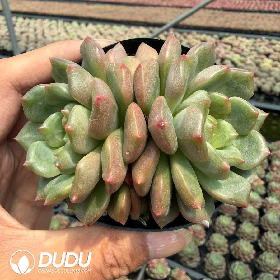 10272D90.jpg Echeveria 'Gemstone' f. variegata Double Heads - Image 1