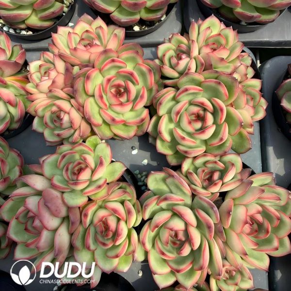 Echeveria Mont Blanc Clustering - Image 2