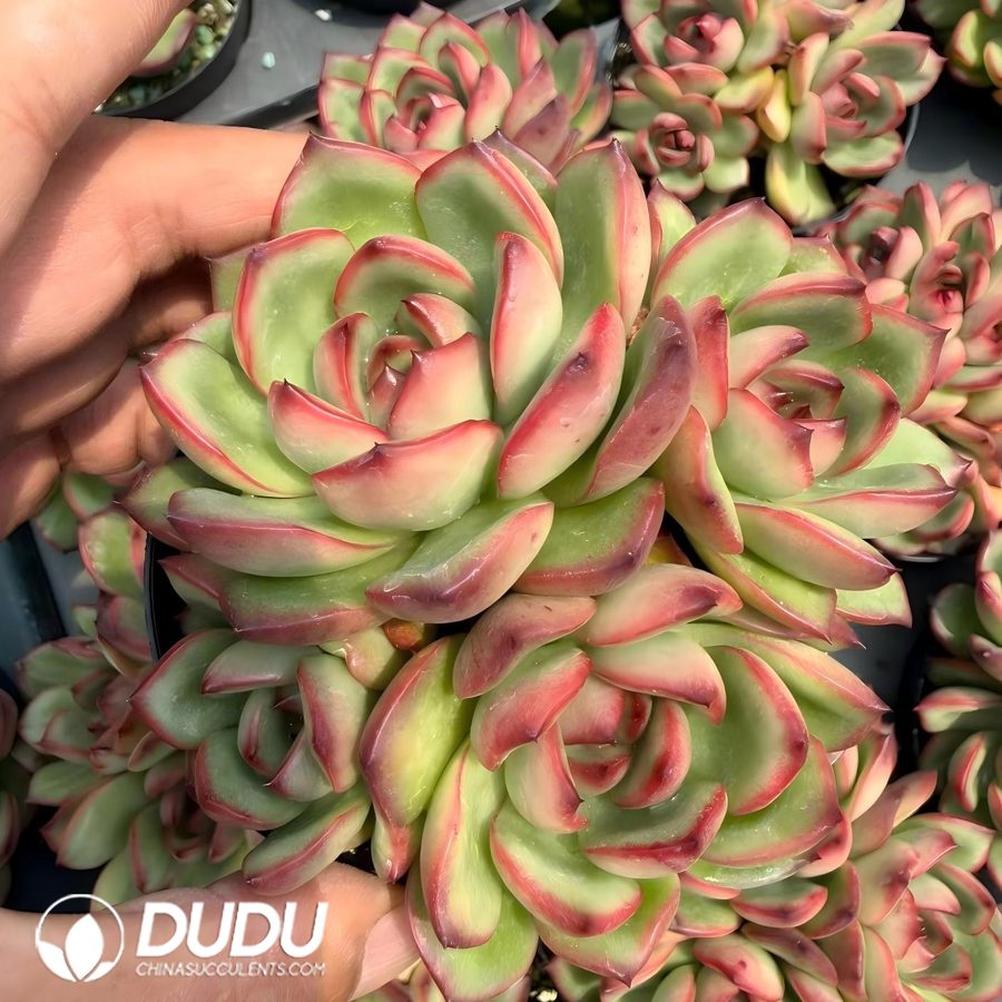 10273D90.jpg Echeveria Mont Blanc Clustering - Image 1