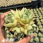 Echeveria 'Turquoise Blue' Clustering