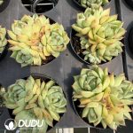 Echeveria 'Turquoise Blue' Clustering - Image 2