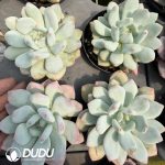 Pachyphytum 'Snow Fairy' - Image 2