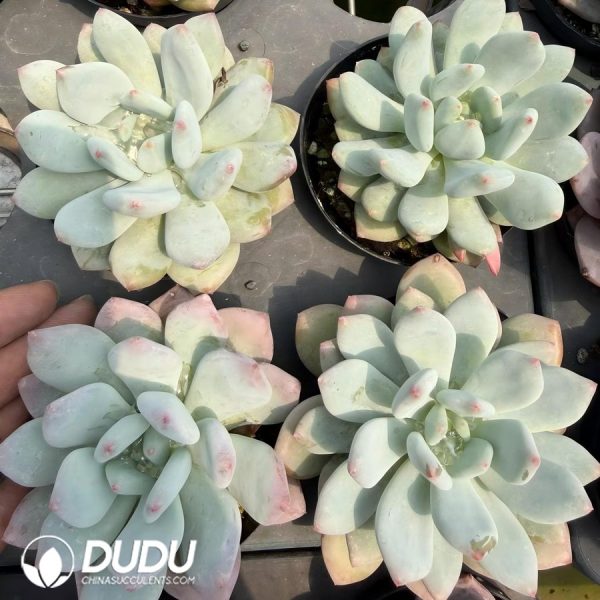 Pachyphytum 'Snow Fairy' - Image 2