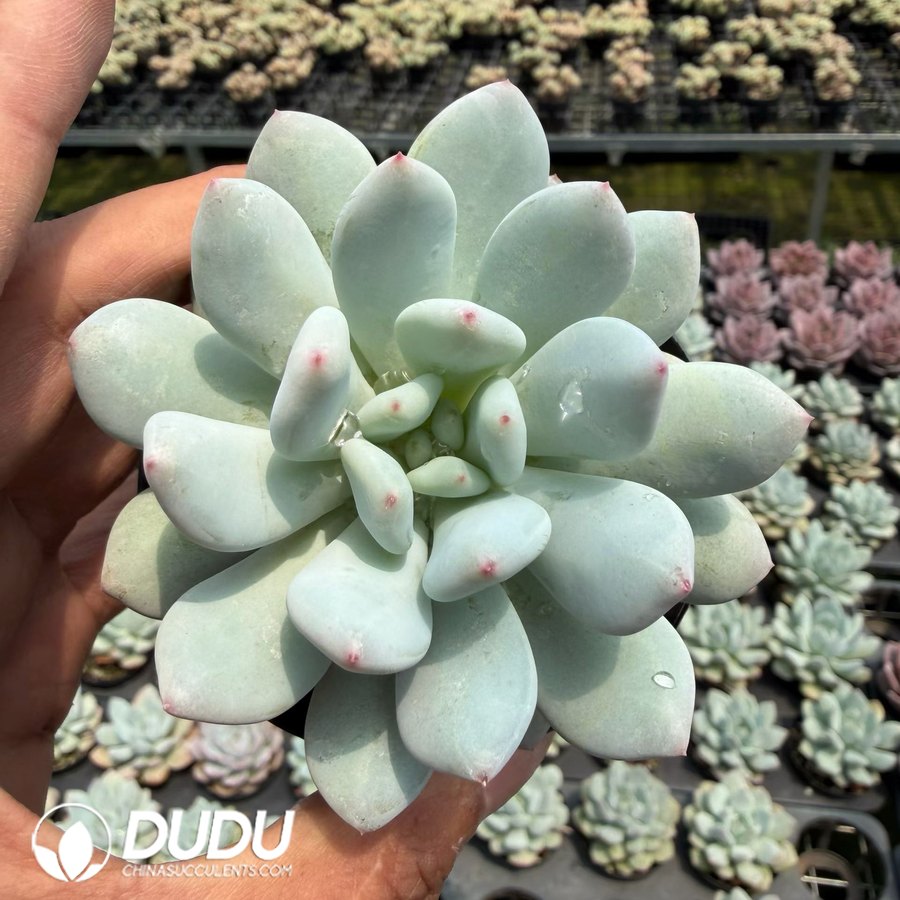 10275D90.jpg Pachyphytum 'Snow Fairy' - Image 1