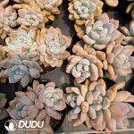 Echeveria OP Ice Jade Clustering - Image 2