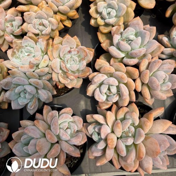 Echeveria OP Ice Jade Clustering - Image 2