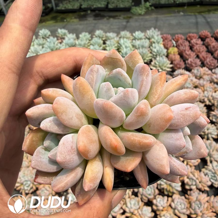 10276D90.jpg Echeveria OP Ice Jade Clustering - Image 1