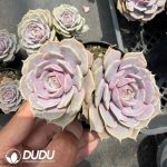 Echeveria 'Pink Butterfly' Double Heads