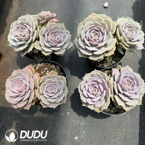 Echeveria 'Pink Butterfly' Double Heads - Image 2