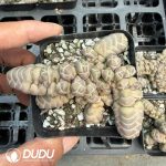 Crassula barklyi