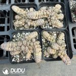 Crassula barklyi - Image 2