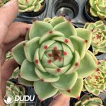Echeveria Blue Dragon