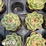Echeveria Blue Dragon - Image 2