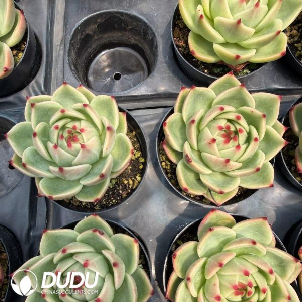 Echeveria Blue Dragon - Image 2