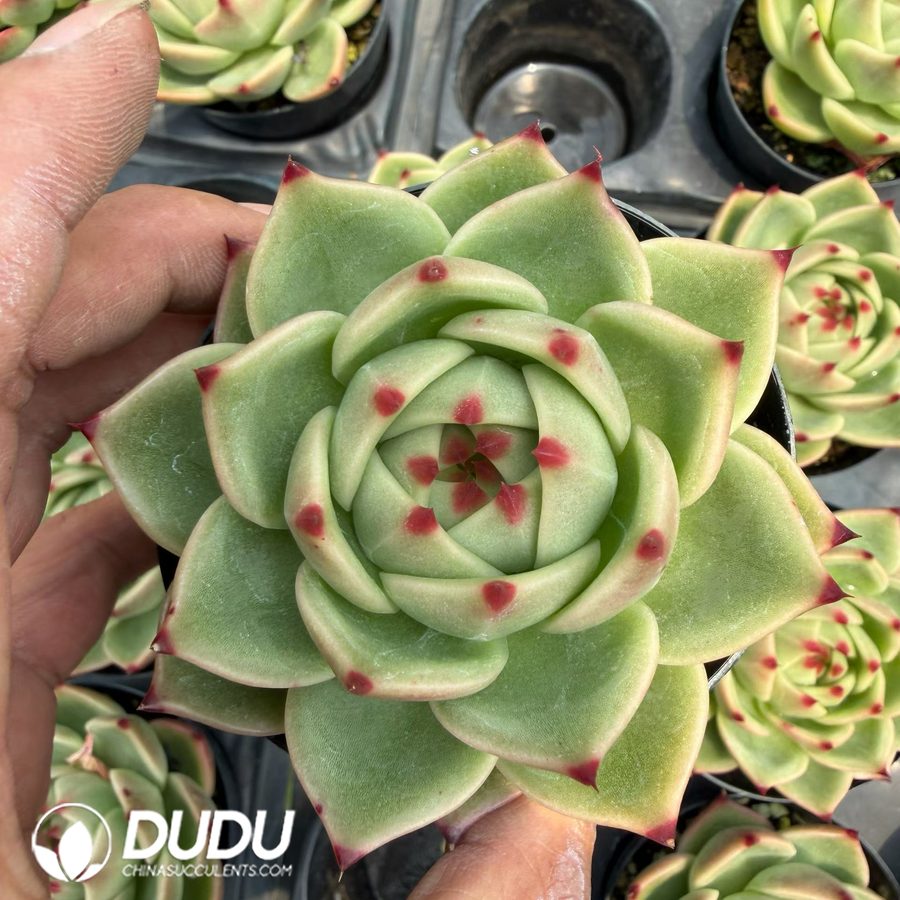 10279D90.jpg Echeveria Blue Dragon - Image 1