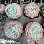 Echeveria 'Magpie Fairy' - Image 2
