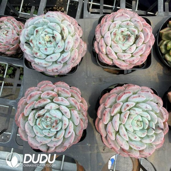 Echeveria 'Magpie Fairy' - Image 2