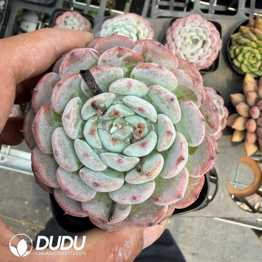 10281D70.jpg Echeveria 'Magpie Fairy' - Image 1