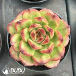 Echeveria TM