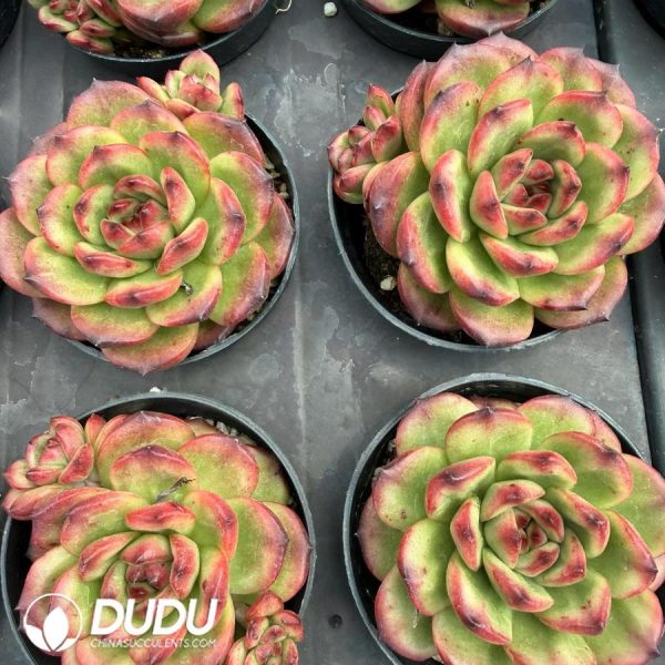 Echeveria TM - Image 2