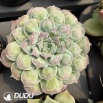Echeveria 'Gilo'