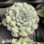 Echeveria 'Gilo' - Image 2