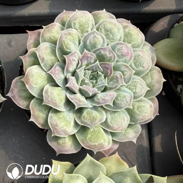 Echeveria 'Gilo' - Image 2