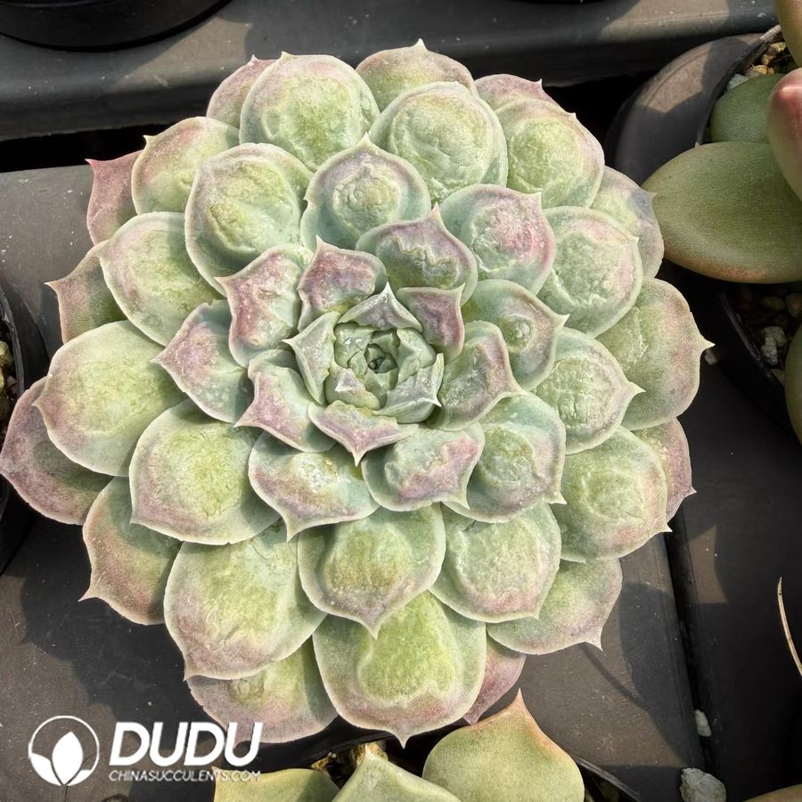 10283D90.jpg Echeveria 'Gilo' - Image 1