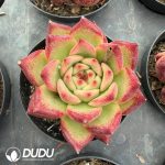 Echeveria 'Honey pink'