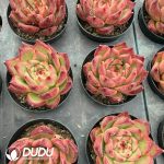 Echeveria 'Honey pink' - Image 2