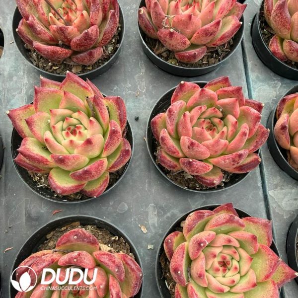 Echeveria 'Honey pink' - Image 2