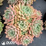 Echeveria 'Cute Bubble' Clustering