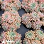 Echeveria 'Cute Bubble' Clustering - Image 2