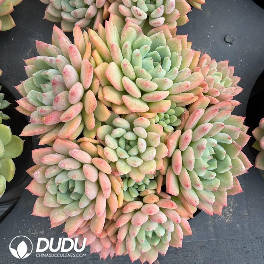 10285D90.jpg Echeveria 'Cute Bubble' Clustering - Image 1