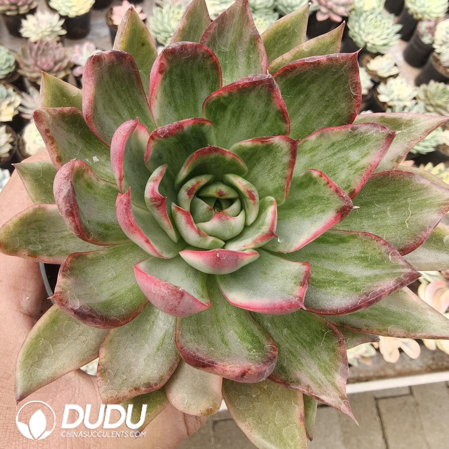 10289D110.jpg Echeveria Agavoides Variegated - Image 1