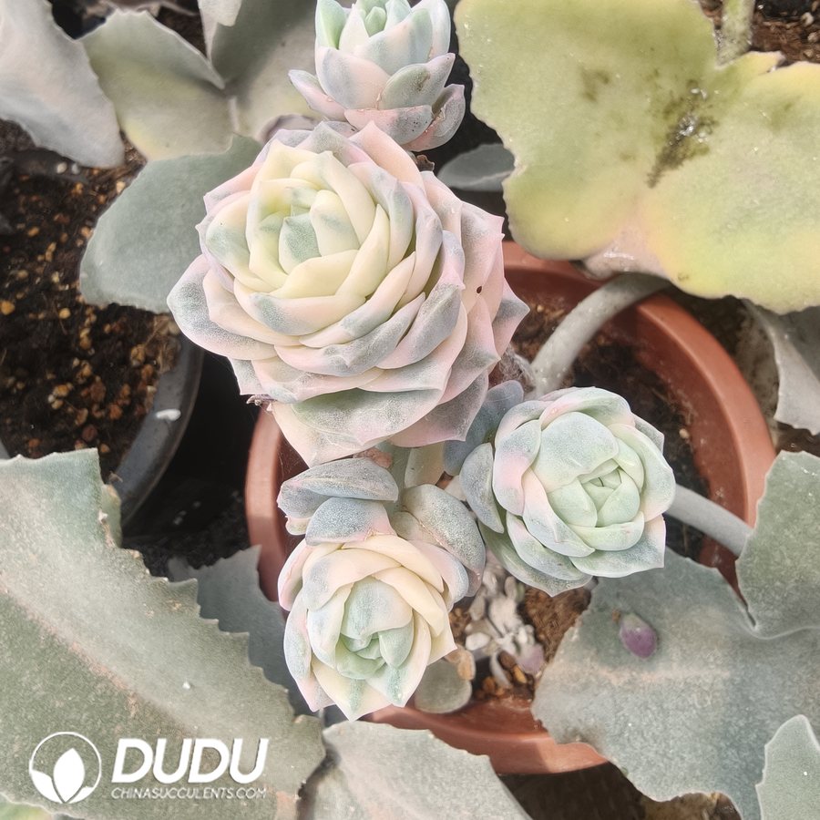 10290D120.jpg (Grafted)Echeveria Lovely Rose Colorful Variegated 4 Heads Clustering - Image 1