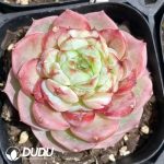 Echeveria Red Velvet