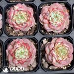Echeveria Red Velvet - Image 2