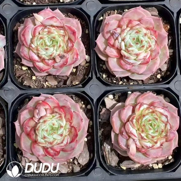 Echeveria Red Velvet - Image 2