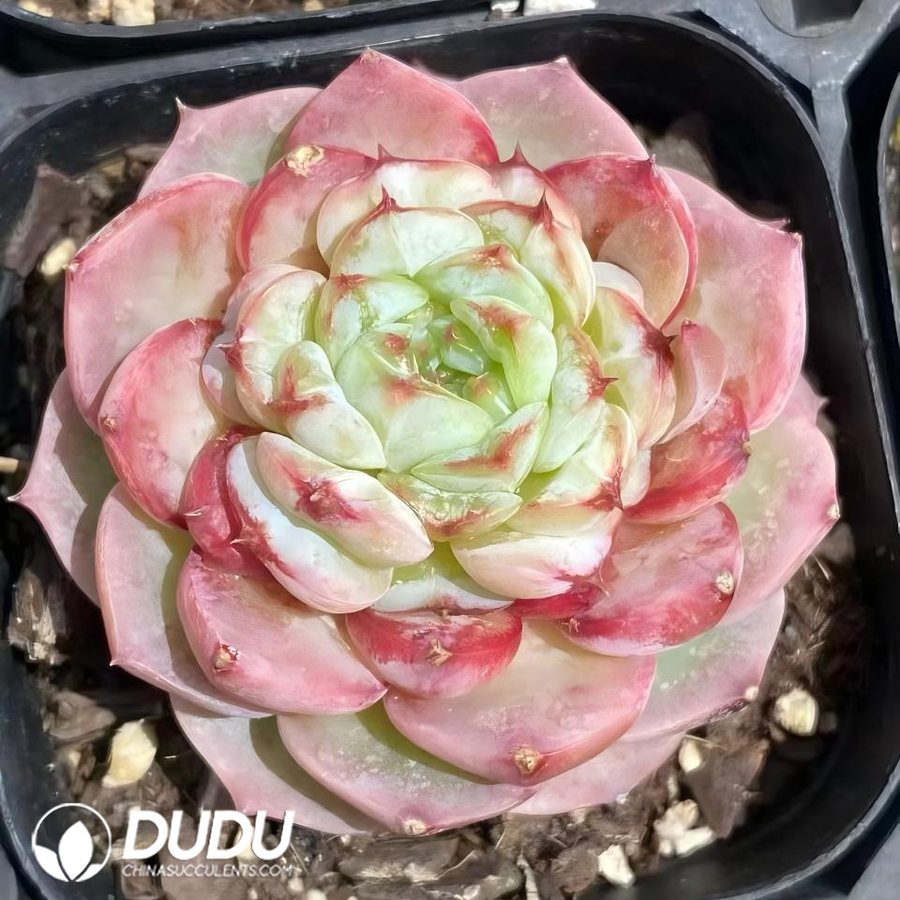 10321D63.jpg Echeveria Red Velvet - Image 1