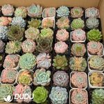 Echeveria Colorful Mix Combo 63pcs