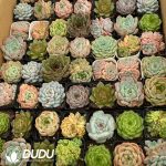 Echeveria Colorful Mix Combo 63pcs - Image 2