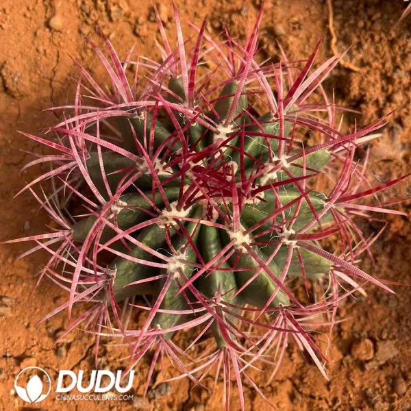 10329D190.jpg Ferocactus pilosus (Mexican Fire Barrel) 8pcs/box - Image 1