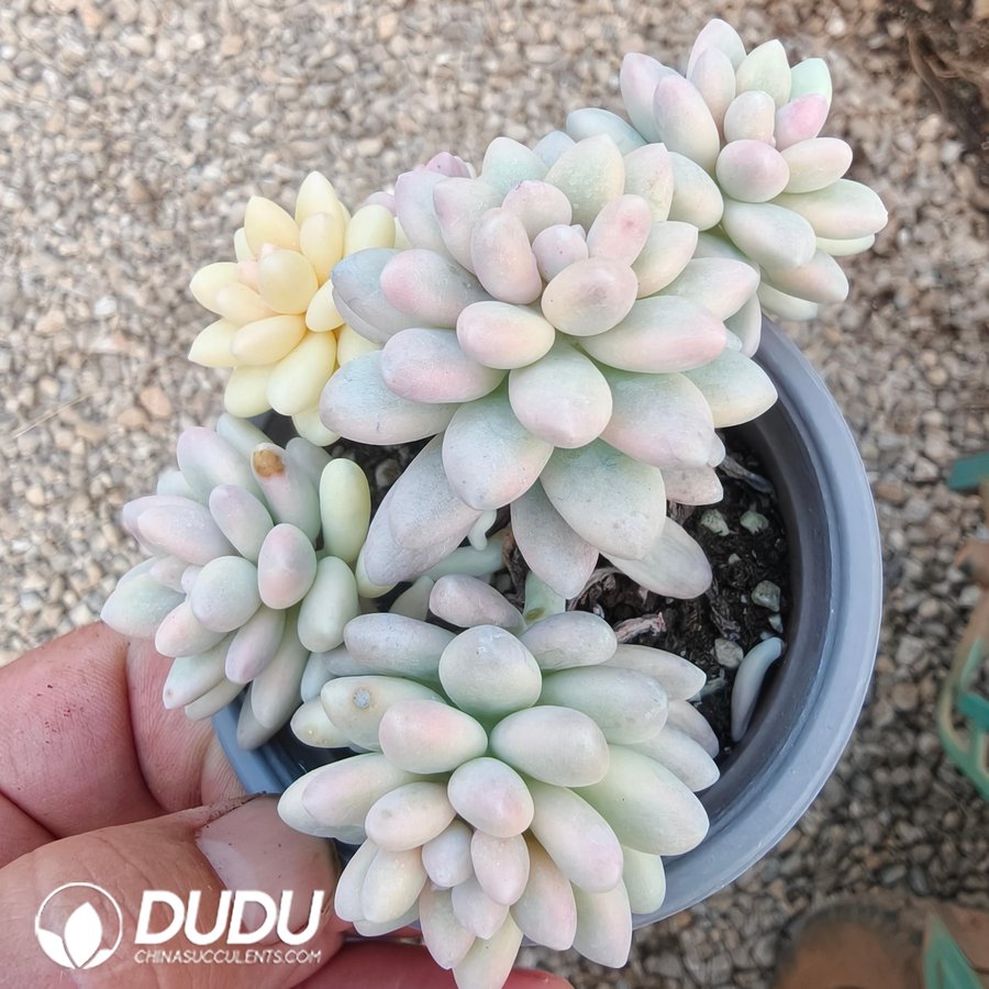10330D90.jpg Pachyphytum Stella Lou Beauty Variegated Clustering - Image 1