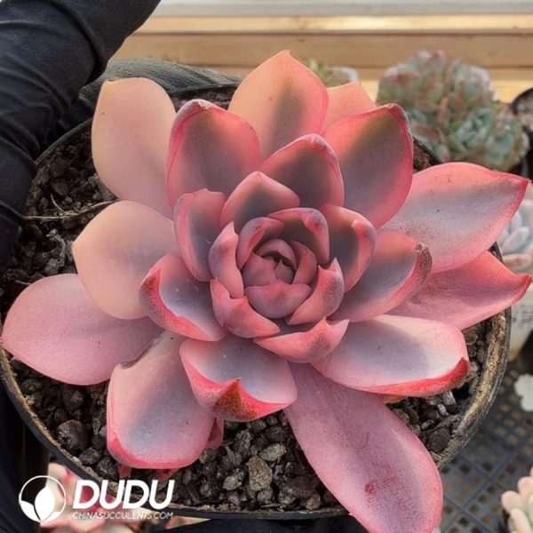 Echeveria Hera Variegated - Image 2