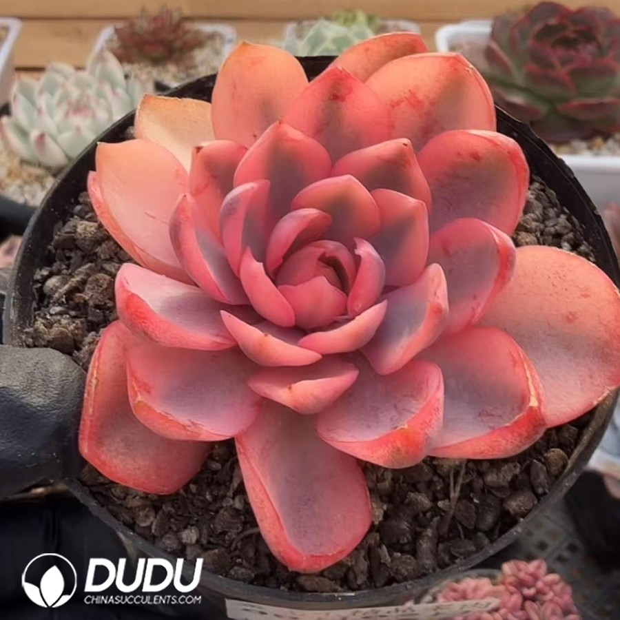 10336D70.jpg Echeveria Hera Variegated - Image 1