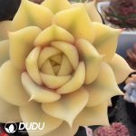 Echeveria Lake Baikal Variegated