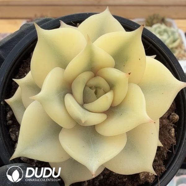 Echeveria Lake Baikal Variegated - Image 2