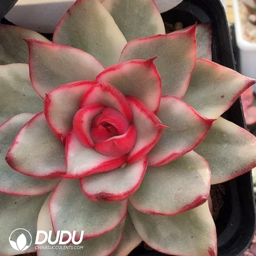 10340D70.jpg Echeveria Giselle Variegated - Image 1